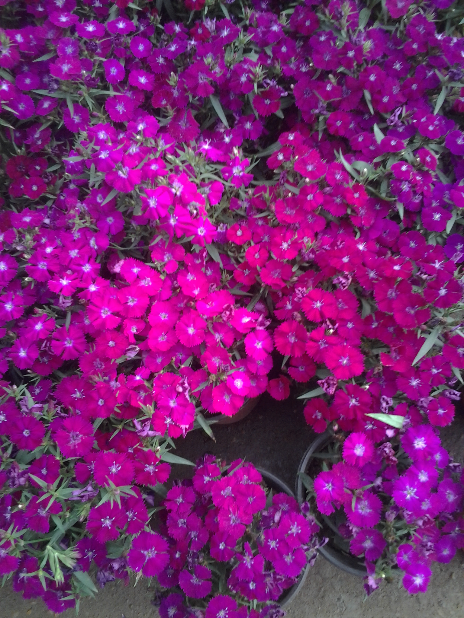 時(shí)令草花