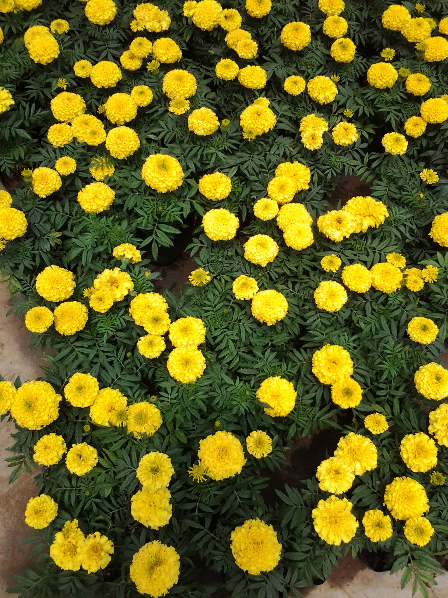 時令草花