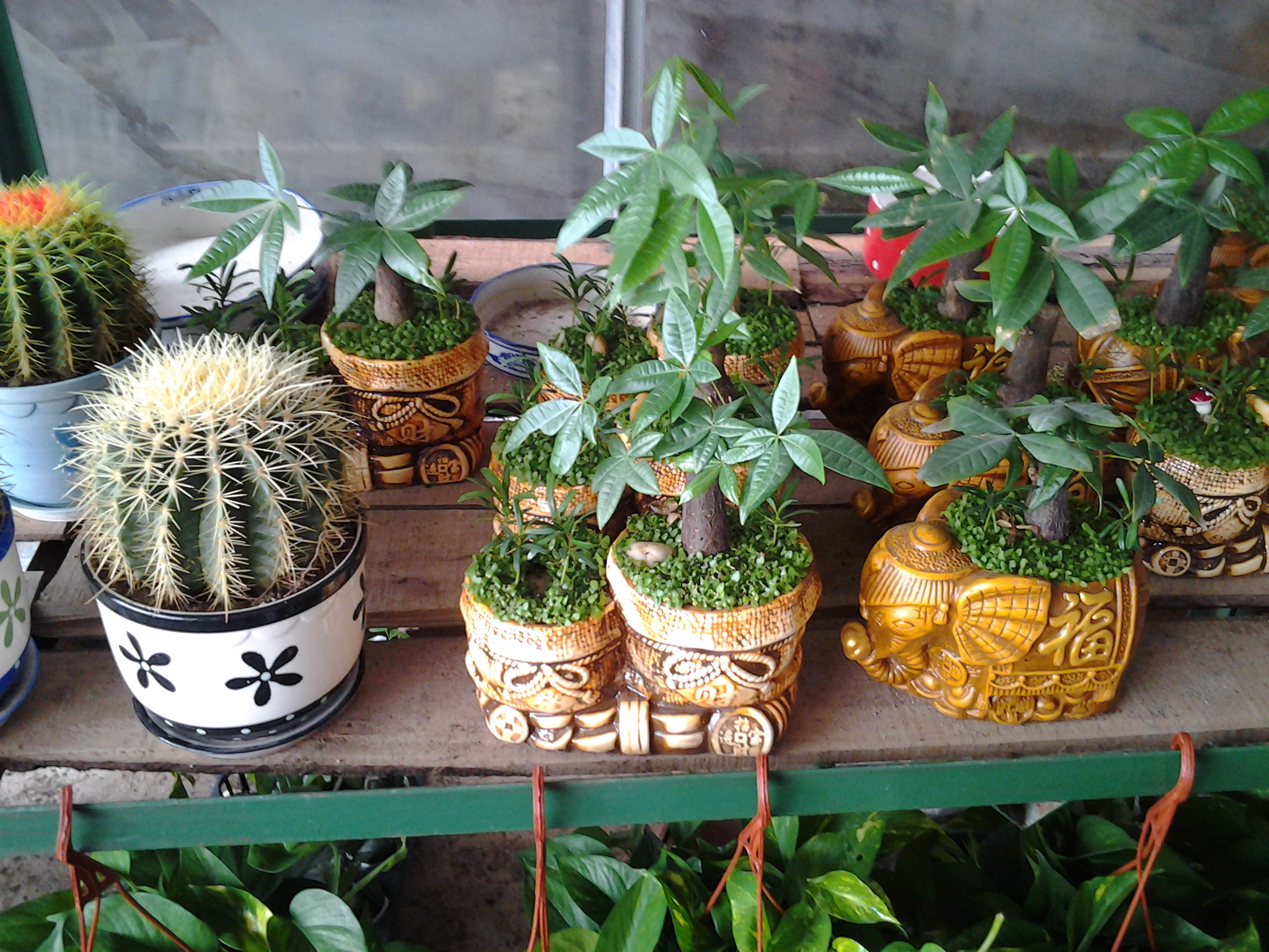 小盆組合產(chǎn)品