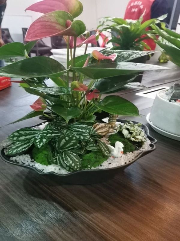 高檔大組合