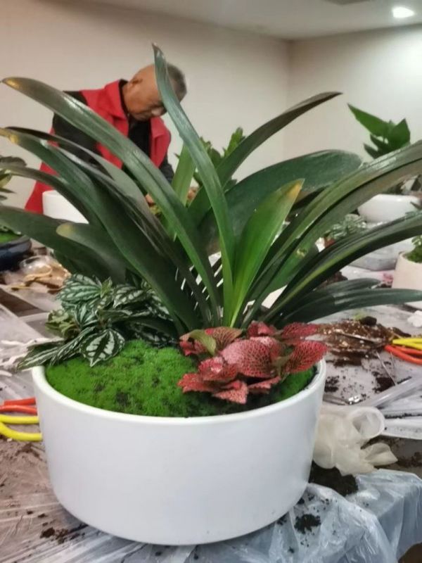 高檔大組合