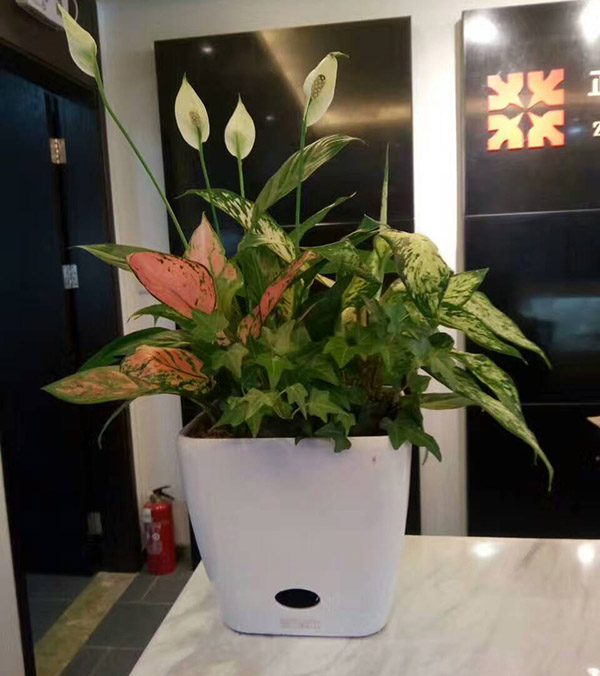 花卉擺放技巧,吸毒植物種類,如何種植花草,長沙高端盆花租賃,長沙花卉租賃,長沙組合組景租賃,長沙室內(nèi)外花卉租賃公司 花卉擺放技巧,吸毒植物種類,如何種植花草,長沙高端盆花租賃,長沙花卉租賃,長沙組合組景租賃,長沙室內(nèi)外花卉租賃公司