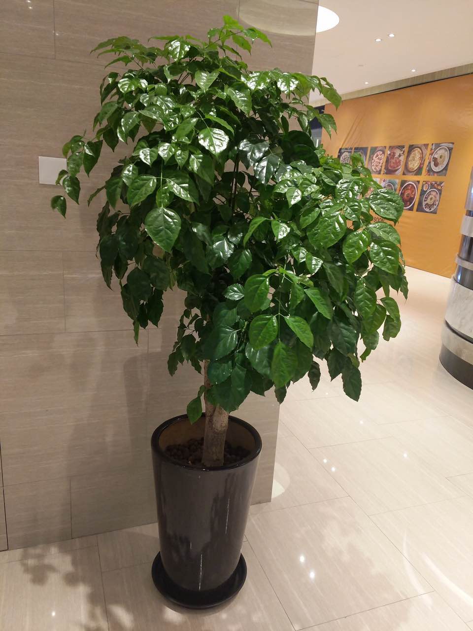 花卉擺放技巧,吸毒植物種類,如何種植花草,長(zhǎng)沙高端盆花租賃,長(zhǎng)沙花卉租賃,長(zhǎng)沙組合組景租賃,長(zhǎng)沙室內(nèi)外花卉租賃公司 花卉擺放技巧,吸毒植物種類,如何種植花草,長(zhǎng)沙高端盆花租賃,長(zhǎng)沙花卉租賃,長(zhǎng)沙組合組景租賃,長(zhǎng)沙室內(nèi)外花卉租賃公司