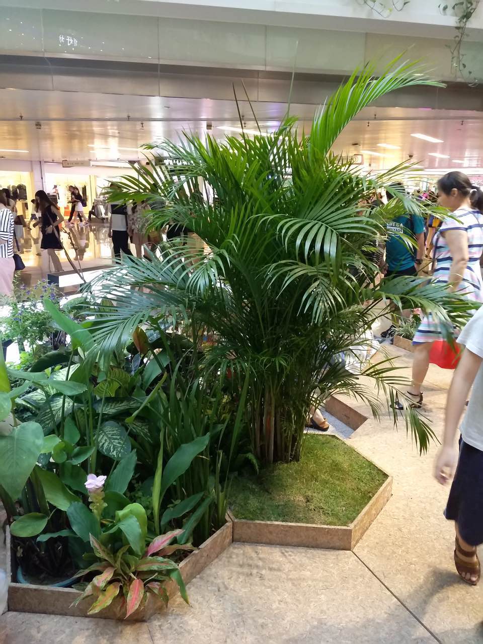 花卉擺放技巧,吸毒植物種類,如何種植花草,長(zhǎng)沙高端盆花租賃,長(zhǎng)沙花卉租賃,長(zhǎng)沙組合組景租賃,長(zhǎng)沙室內(nèi)外花卉租賃公司 花卉擺放技巧,吸毒植物種類,如何種植花草,長(zhǎng)沙高端盆花租賃,長(zhǎng)沙花卉租賃,長(zhǎng)沙組合組景租賃,長(zhǎng)沙室內(nèi)外花卉租賃公司