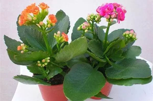 花卉擺放技巧,吸毒植物種類,如何種植花草,長沙高端盆花租賃,長沙花卉租賃,長沙組合組景租賃,長沙室內(nèi)外花卉租賃公司 花卉擺放技巧,吸毒植物種類,如何種植花草,長沙高端盆花租賃,長沙花卉租賃,長沙組合組景租賃,長沙室內(nèi)外花卉租賃公司