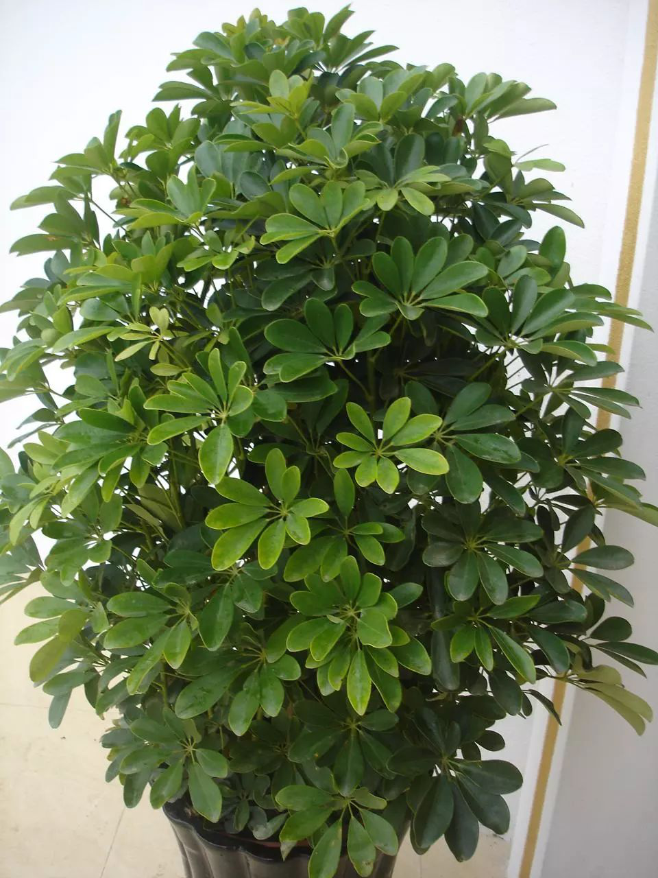 花卉擺放技巧,吸毒植物種類,如何種植花草,長(zhǎng)沙高端盆花租賃,長(zhǎng)沙花卉租賃,長(zhǎng)沙組合組景租賃,長(zhǎng)沙室內(nèi)外花卉租賃公司 花卉擺放技巧,吸毒植物種類,如何種植花草,長(zhǎng)沙高端盆花租賃,長(zhǎng)沙花卉租賃,長(zhǎng)沙組合組景租賃,長(zhǎng)沙室內(nèi)外花卉租賃公司