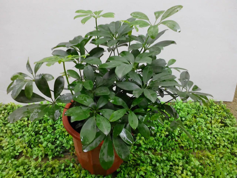 花卉擺放技巧,吸毒植物種類,如何種植花草,長(zhǎng)沙高端盆花租賃,長(zhǎng)沙花卉租賃,長(zhǎng)沙組合組景租賃,長(zhǎng)沙室內(nèi)外花卉租賃公司 花卉擺放技巧,吸毒植物種類,如何種植花草,長(zhǎng)沙高端盆花租賃,長(zhǎng)沙花卉租賃,長(zhǎng)沙組合組景租賃,長(zhǎng)沙室內(nèi)外花卉租賃公司