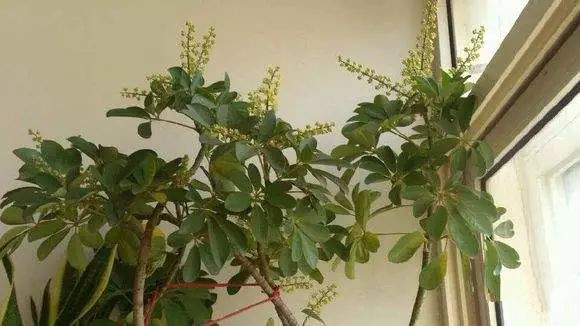 花卉擺放技巧,吸毒植物種類,如何種植花草,長(zhǎng)沙高端盆花租賃,長(zhǎng)沙花卉租賃,長(zhǎng)沙組合組景租賃,長(zhǎng)沙室內(nèi)外花卉租賃公司 花卉擺放技巧,吸毒植物種類,如何種植花草,長(zhǎng)沙高端盆花租賃,長(zhǎng)沙花卉租賃,長(zhǎng)沙組合組景租賃,長(zhǎng)沙室內(nèi)外花卉租賃公司