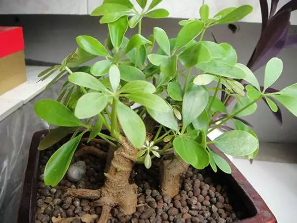 花卉擺放技巧,吸毒植物種類,如何種植花草,長(zhǎng)沙高端盆花租賃,長(zhǎng)沙花卉租賃,長(zhǎng)沙組合組景租賃,長(zhǎng)沙室內(nèi)外花卉租賃公司 花卉擺放技巧,吸毒植物種類,如何種植花草,長(zhǎng)沙高端盆花租賃,長(zhǎng)沙花卉租賃,長(zhǎng)沙組合組景租賃,長(zhǎng)沙室內(nèi)外花卉租賃公司