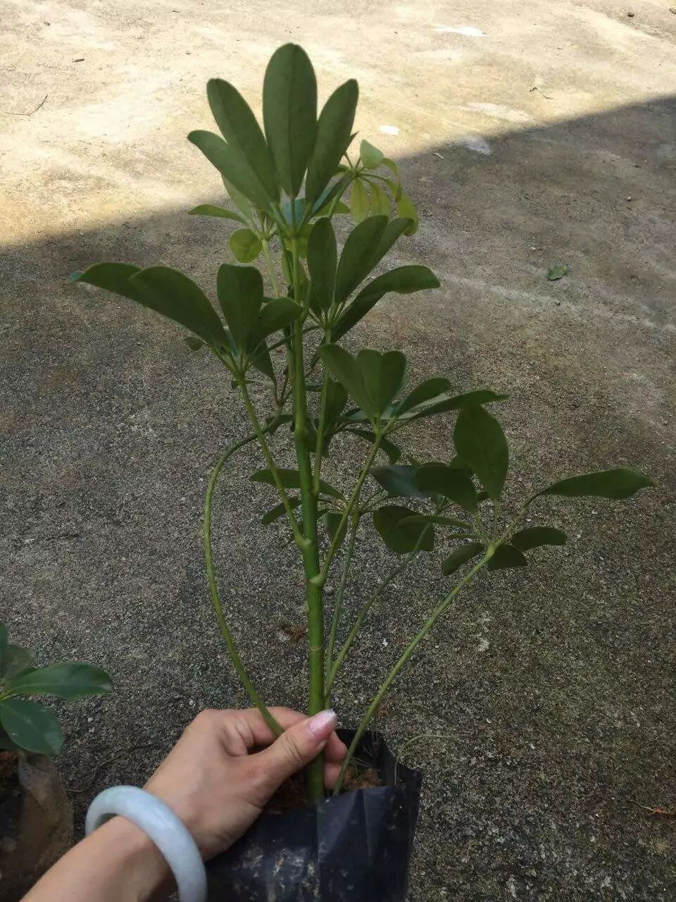 花卉擺放技巧,吸毒植物種類,如何種植花草,長(zhǎng)沙高端盆花租賃,長(zhǎng)沙花卉租賃,長(zhǎng)沙組合組景租賃,長(zhǎng)沙室內(nèi)外花卉租賃公司 花卉擺放技巧,吸毒植物種類,如何種植花草,長(zhǎng)沙高端盆花租賃,長(zhǎng)沙花卉租賃,長(zhǎng)沙組合組景租賃,長(zhǎng)沙室內(nèi)外花卉租賃公司