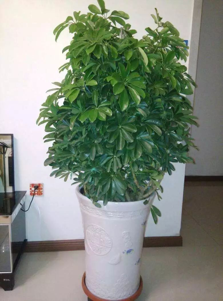 花卉擺放技巧,吸毒植物種類,如何種植花草,長(zhǎng)沙高端盆花租賃,長(zhǎng)沙花卉租賃,長(zhǎng)沙組合組景租賃,長(zhǎng)沙室內(nèi)外花卉租賃公司 花卉擺放技巧,吸毒植物種類,如何種植花草,長(zhǎng)沙高端盆花租賃,長(zhǎng)沙花卉租賃,長(zhǎng)沙組合組景租賃,長(zhǎng)沙室內(nèi)外花卉租賃公司