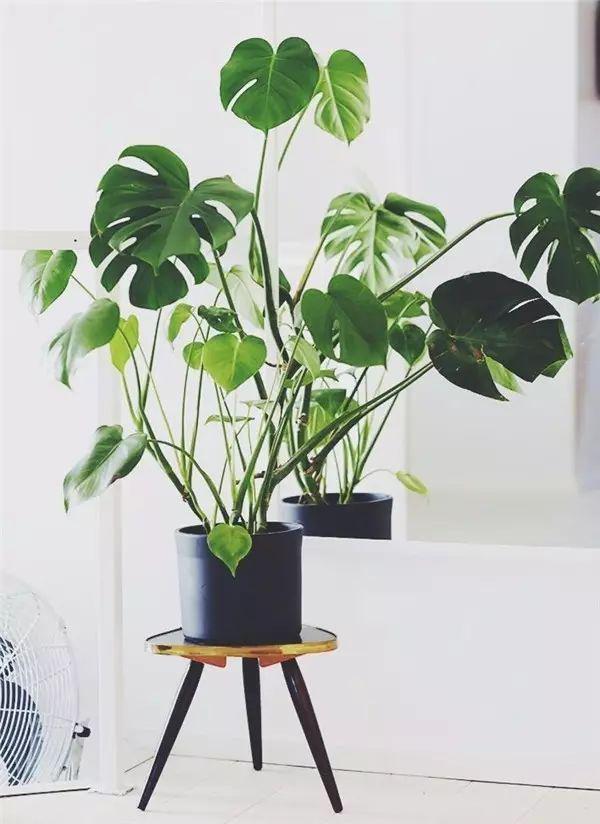 花卉擺放技巧,吸毒植物種類,如何種植花草,長沙高端盆花租賃,長沙花卉租賃,長沙組合組景租賃,長沙室內(nèi)外花卉租賃公司 花卉擺放技巧,吸毒植物種類,如何種植花草,長沙高端盆花租賃,長沙花卉租賃,長沙組合組景租賃,長沙室內(nèi)外花卉租賃公司
