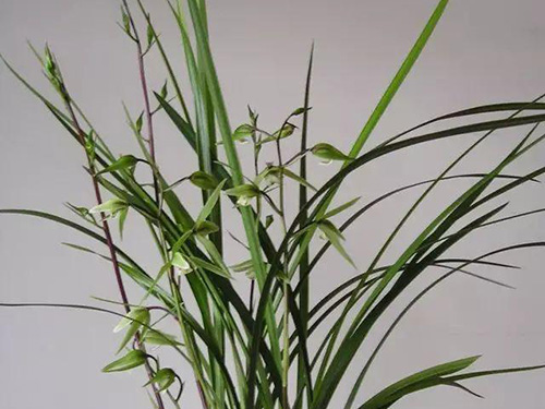 花卉擺放技巧,吸毒植物種類,如何種植花草,長(zhǎng)沙高端盆花租賃,長(zhǎng)沙花卉租賃,長(zhǎng)沙組合組景租賃,長(zhǎng)沙室內(nèi)外花卉租賃公司 花卉擺放技巧,吸毒植物種類,如何種植花草,長(zhǎng)沙高端盆花租賃,長(zhǎng)沙花卉租賃,長(zhǎng)沙組合組景租賃,長(zhǎng)沙室內(nèi)外花卉租賃公司
