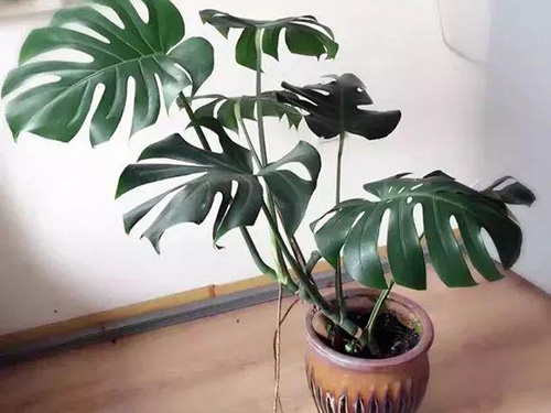 花卉擺放技巧,吸毒植物種類,如何種植花草,長(zhǎng)沙高端盆花租賃,長(zhǎng)沙花卉租賃,長(zhǎng)沙組合組景租賃,長(zhǎng)沙室內(nèi)外花卉租賃公司 花卉擺放技巧,吸毒植物種類,如何種植花草,長(zhǎng)沙高端盆花租賃,長(zhǎng)沙花卉租賃,長(zhǎng)沙組合組景租賃,長(zhǎng)沙室內(nèi)外花卉租賃公司