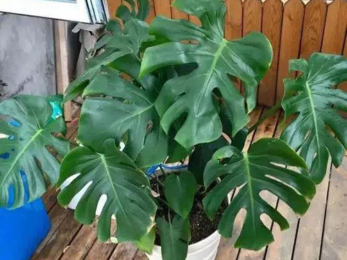 花卉擺放技巧,吸毒植物種類,如何種植花草,長(zhǎng)沙高端盆花租賃,長(zhǎng)沙花卉租賃,長(zhǎng)沙組合組景租賃,長(zhǎng)沙室內(nèi)外花卉租賃公司 花卉擺放技巧,吸毒植物種類,如何種植花草,長(zhǎng)沙高端盆花租賃,長(zhǎng)沙花卉租賃,長(zhǎng)沙組合組景租賃,長(zhǎng)沙室內(nèi)外花卉租賃公司