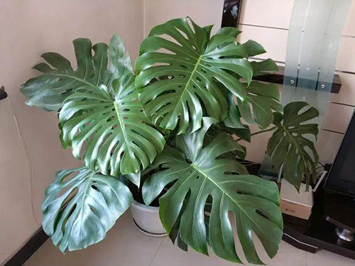 花卉擺放技巧,吸毒植物種類,如何種植花草,長(zhǎng)沙高端盆花租賃,長(zhǎng)沙花卉租賃,長(zhǎng)沙組合組景租賃,長(zhǎng)沙室內(nèi)外花卉租賃公司 花卉擺放技巧,吸毒植物種類,如何種植花草,長(zhǎng)沙高端盆花租賃,長(zhǎng)沙花卉租賃,長(zhǎng)沙組合組景租賃,長(zhǎng)沙室內(nèi)外花卉租賃公司