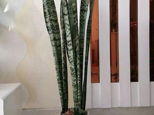 花卉擺放技巧,吸毒植物種類,如何種植花草,長(zhǎng)沙高端盆花租賃,長(zhǎng)沙花卉租賃,長(zhǎng)沙組合組景租賃,長(zhǎng)沙室內(nèi)外花卉租賃公司 花卉擺放技巧,吸毒植物種類,如何種植花草,長(zhǎng)沙高端盆花租賃,長(zhǎng)沙花卉租賃,長(zhǎng)沙組合組景租賃,長(zhǎng)沙室內(nèi)外花卉租賃公司