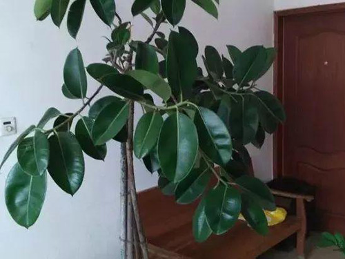 花卉擺放技巧,吸毒植物種類,如何種植花草,長(zhǎng)沙高端盆花租賃,長(zhǎng)沙花卉租賃,長(zhǎng)沙組合組景租賃,長(zhǎng)沙室內(nèi)外花卉租賃公司 花卉擺放技巧,吸毒植物種類,如何種植花草,長(zhǎng)沙高端盆花租賃,長(zhǎng)沙花卉租賃,長(zhǎng)沙組合組景租賃,長(zhǎng)沙室內(nèi)外花卉租賃公司