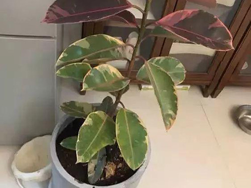 花卉擺放技巧,吸毒植物種類,如何種植花草,長(zhǎng)沙高端盆花租賃,長(zhǎng)沙花卉租賃,長(zhǎng)沙組合組景租賃,長(zhǎng)沙室內(nèi)外花卉租賃公司 花卉擺放技巧,吸毒植物種類,如何種植花草,長(zhǎng)沙高端盆花租賃,長(zhǎng)沙花卉租賃,長(zhǎng)沙組合組景租賃,長(zhǎng)沙室內(nèi)外花卉租賃公司