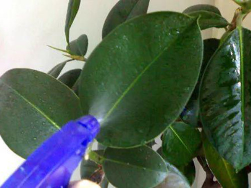 花卉擺放技巧,吸毒植物種類,如何種植花草,長(zhǎng)沙高端盆花租賃,長(zhǎng)沙花卉租賃,長(zhǎng)沙組合組景租賃,長(zhǎng)沙室內(nèi)外花卉租賃公司 花卉擺放技巧,吸毒植物種類,如何種植花草,長(zhǎng)沙高端盆花租賃,長(zhǎng)沙花卉租賃,長(zhǎng)沙組合組景租賃,長(zhǎng)沙室內(nèi)外花卉租賃公司