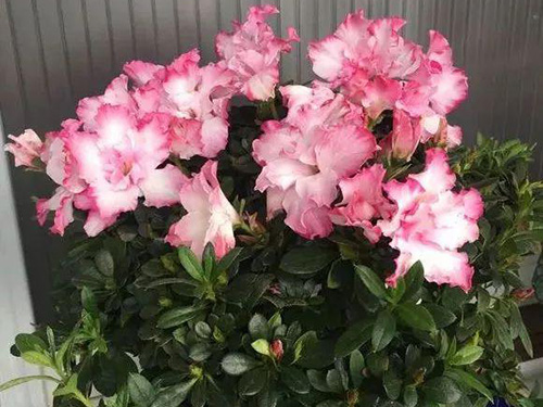 花卉擺放技巧,吸毒植物種類,如何種植花草,長(zhǎng)沙高端盆花租賃,長(zhǎng)沙花卉租賃,長(zhǎng)沙組合組景租賃,長(zhǎng)沙室內(nèi)外花卉租賃公司 花卉擺放技巧,吸毒植物種類,如何種植花草,長(zhǎng)沙高端盆花租賃,長(zhǎng)沙花卉租賃,長(zhǎng)沙組合組景租賃,長(zhǎng)沙室內(nèi)外花卉租賃公司