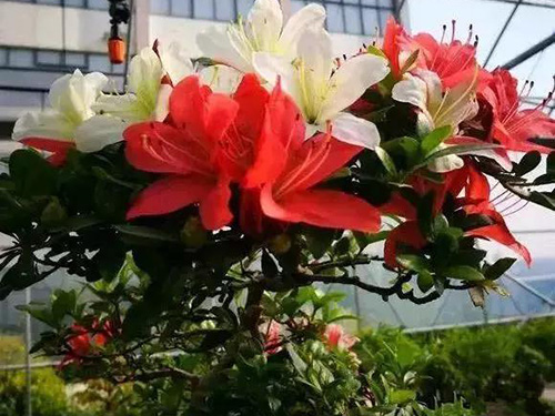 花卉擺放技巧,吸毒植物種類,如何種植花草,長(zhǎng)沙高端盆花租賃,長(zhǎng)沙花卉租賃,長(zhǎng)沙組合組景租賃,長(zhǎng)沙室內(nèi)外花卉租賃公司 花卉擺放技巧,吸毒植物種類,如何種植花草,長(zhǎng)沙高端盆花租賃,長(zhǎng)沙花卉租賃,長(zhǎng)沙組合組景租賃,長(zhǎng)沙室內(nèi)外花卉租賃公司